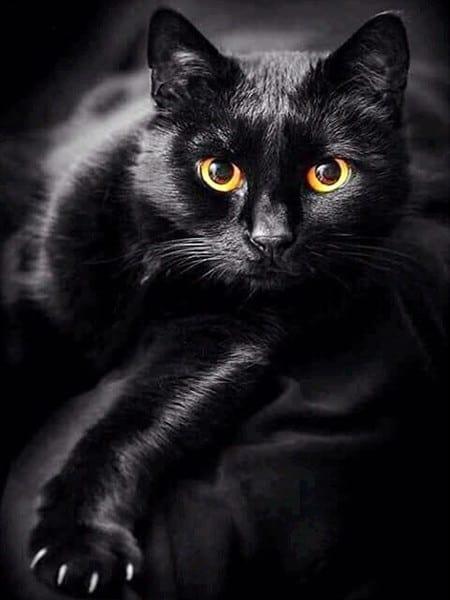 Diamantmalerei Schwarze Katze und gelbe Augen - SEOS Shop ®