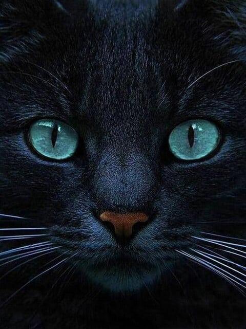 Diamantmalerei Schwarze Katze und blaue Augen - SEOS Shop ®