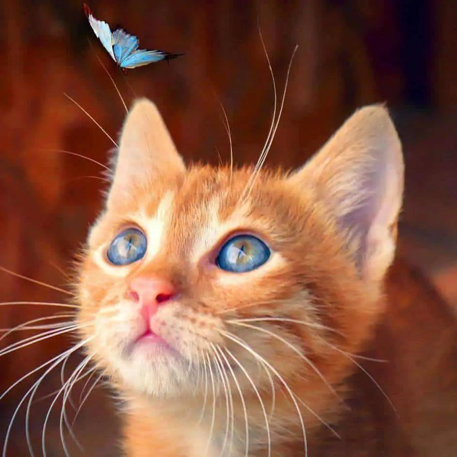 Diamantmalerei – Braune Katze mit blauem Schmetterling – SEOS®