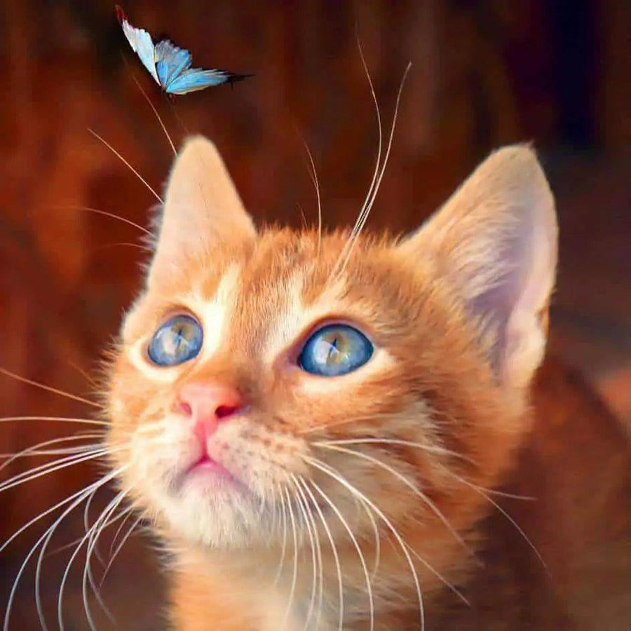 Diamantmalerei – Braune Katze mit blauem Schmetterling – SEOS®