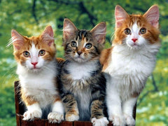 Diamantmalerei - Drei Katzen - SEOS®