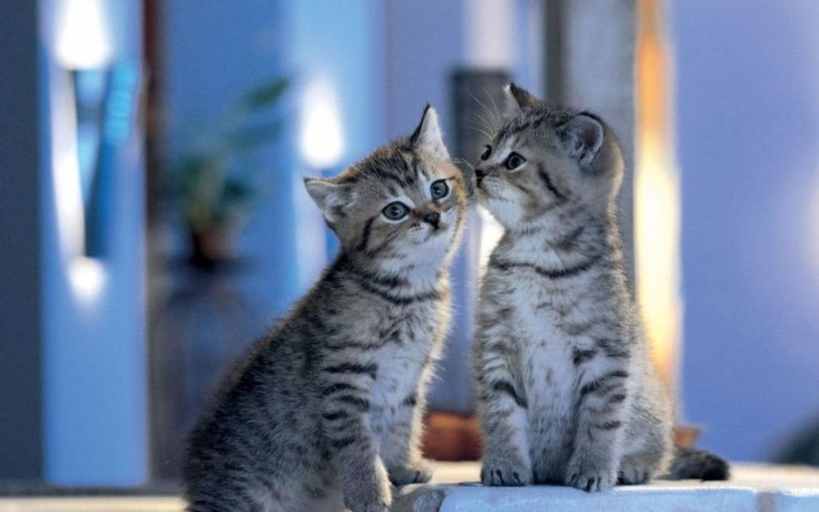 Diamantmalerei - Familienkatzen - SEOS®