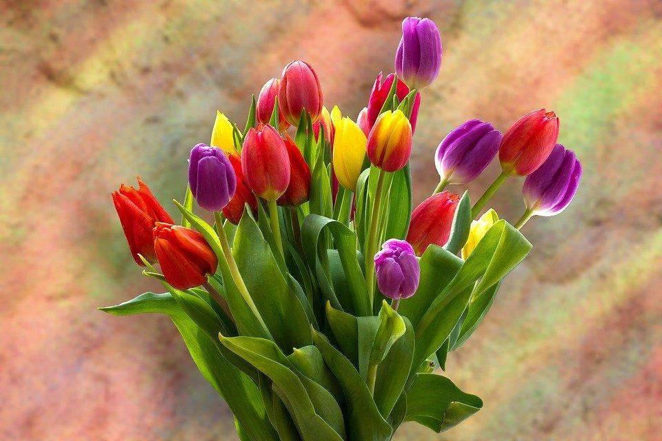 Diamond Painting Farbige Tulpen - SEOS Shop ®