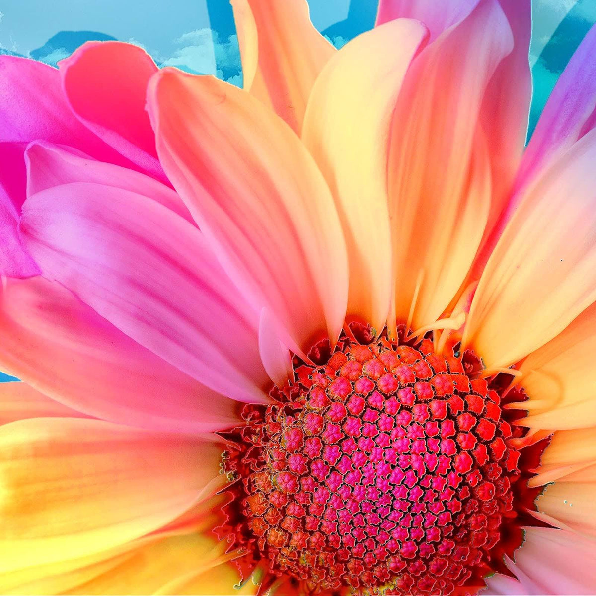 Diamond Painting Farbige Sonnenblume - SEOS Shop ®