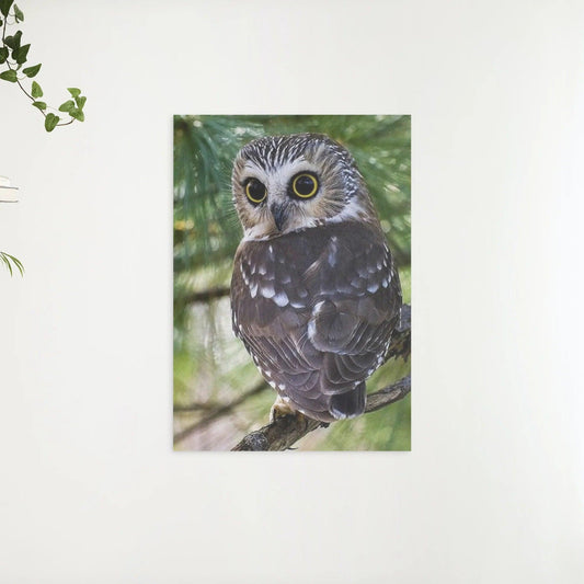Diamantmalerei Eule mit gelben Augen - SEOS Shop ®