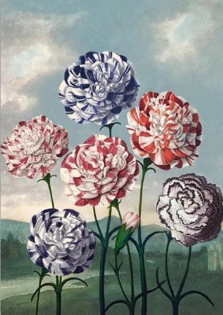 Diamond Painting - Nelkengruppe - SEOS Shop ®