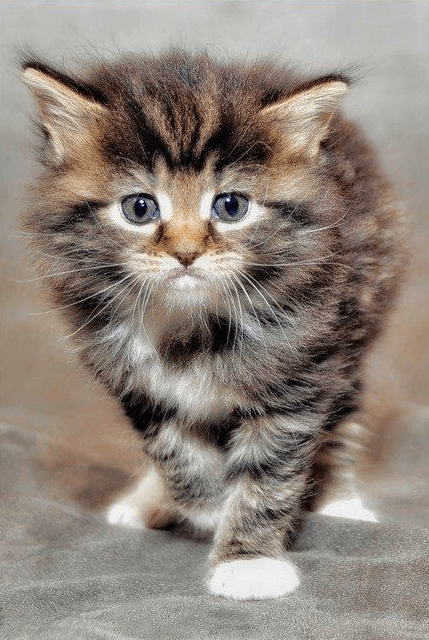 Diamond Painting Furry Kitten - SEOS Shop ®