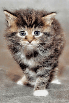 Diamond Painting Furry Kitten - SEOS Shop ®