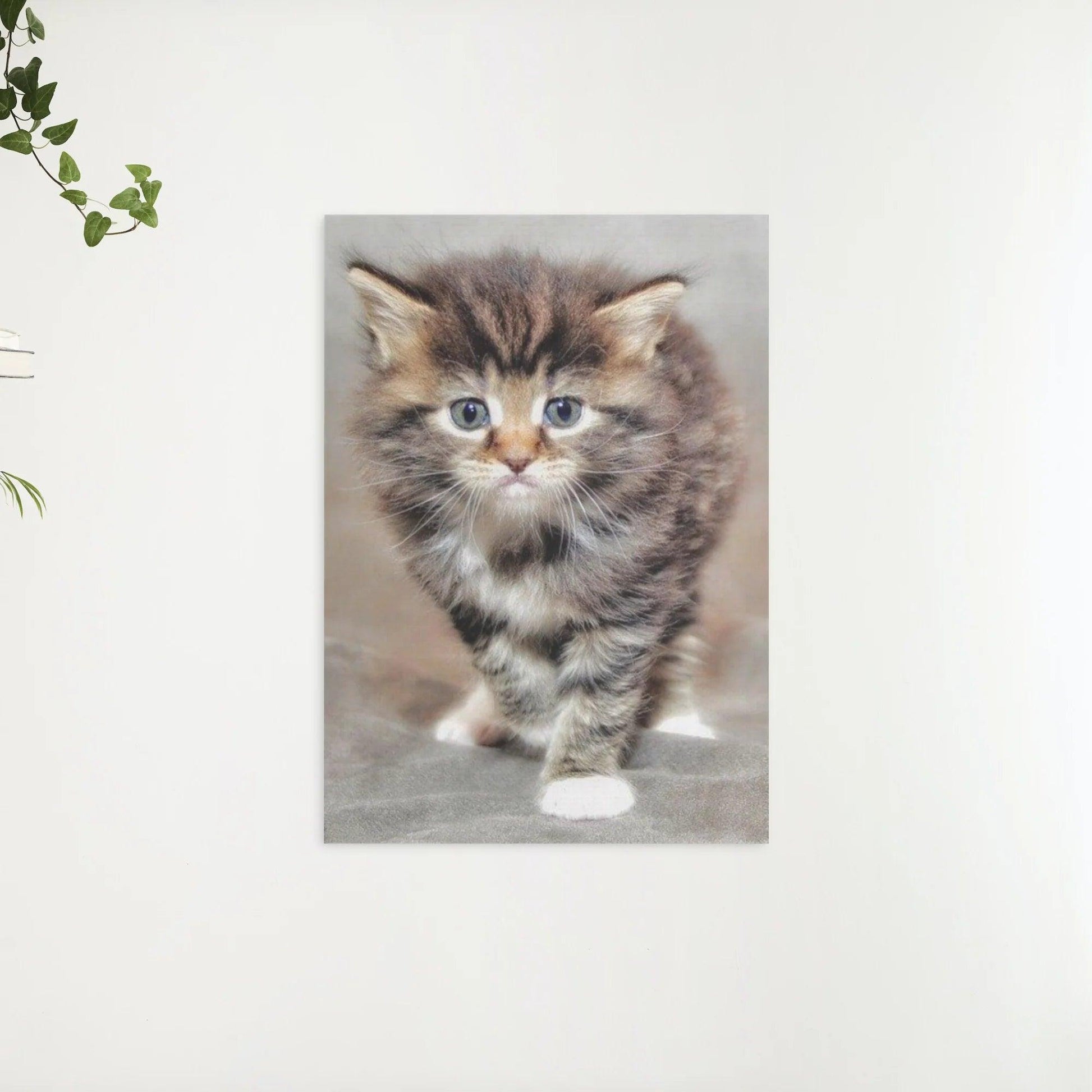 Diamond Painting Furry Kitten - SEOS Shop ®