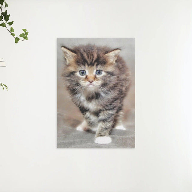 Diamond Painting Furry Kitten - SEOS Shop ®