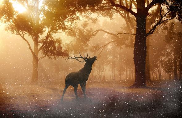 Diamantmalerei Hirsch im Wald – SEOS Shop ®