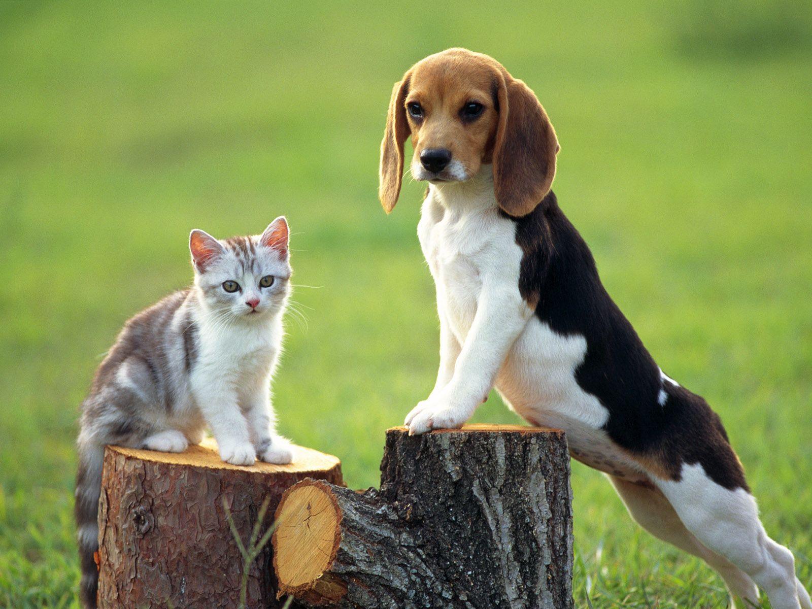 Diamantmalerei Hund mit Katze - SEOS Shop ®