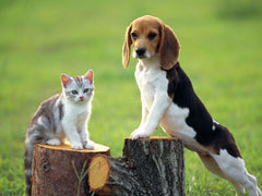 Diamantmalerei Hund mit Katze - SEOS Shop ®