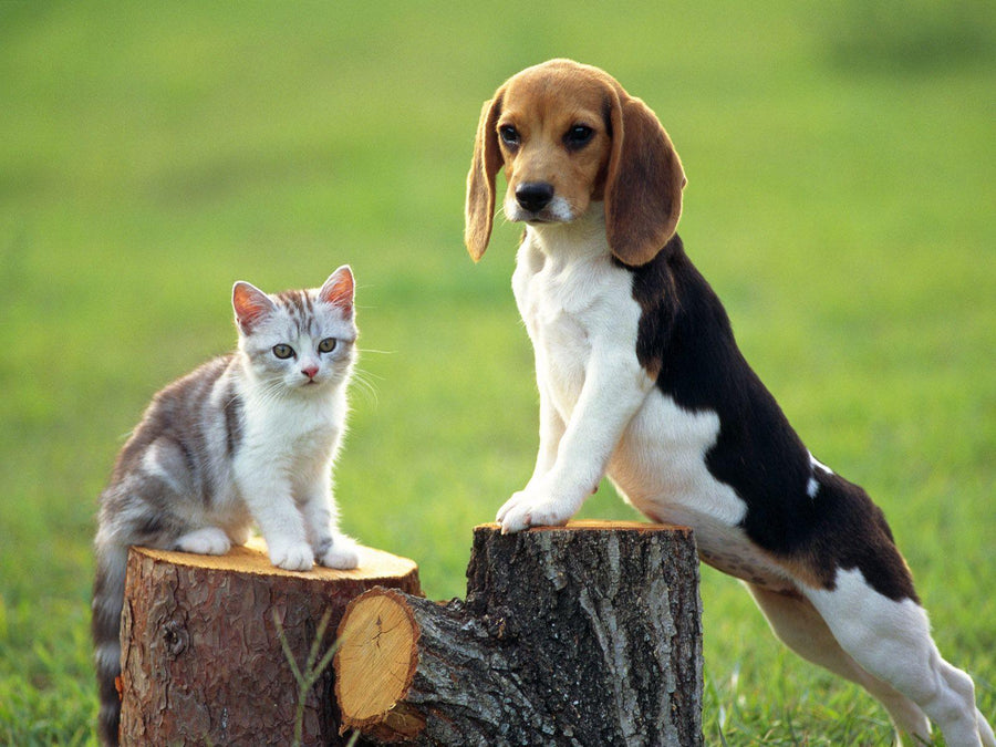Diamantmalerei Hund mit Katze - SEOS Shop ®