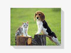 Diamantmalerei Hund mit Katze - SEOS Shop ®