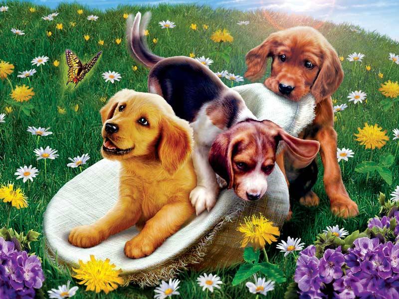 Diamantmalerei Hunde und Blumen - SEOS Shop ®