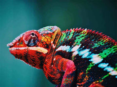 Diamond Painting Chameleon 45x30 cm – SEOS Shop ®