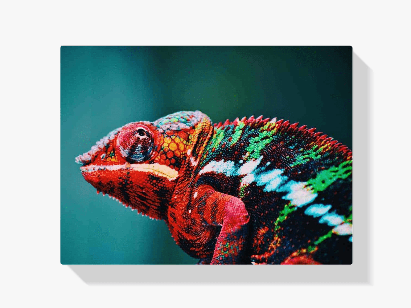 Diamond Painting Chameleon 45x30 cm – SEOS Shop ®