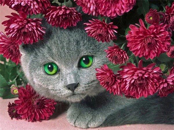 Diamantmalerei Katze mit Blumen - SEOS Shop ®