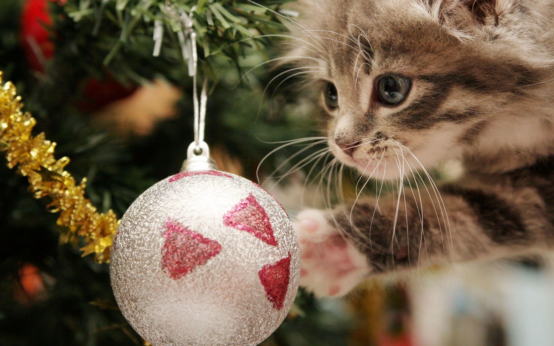 Diamond Painting - Katze mit Weihnachtskugel - SEOS®
