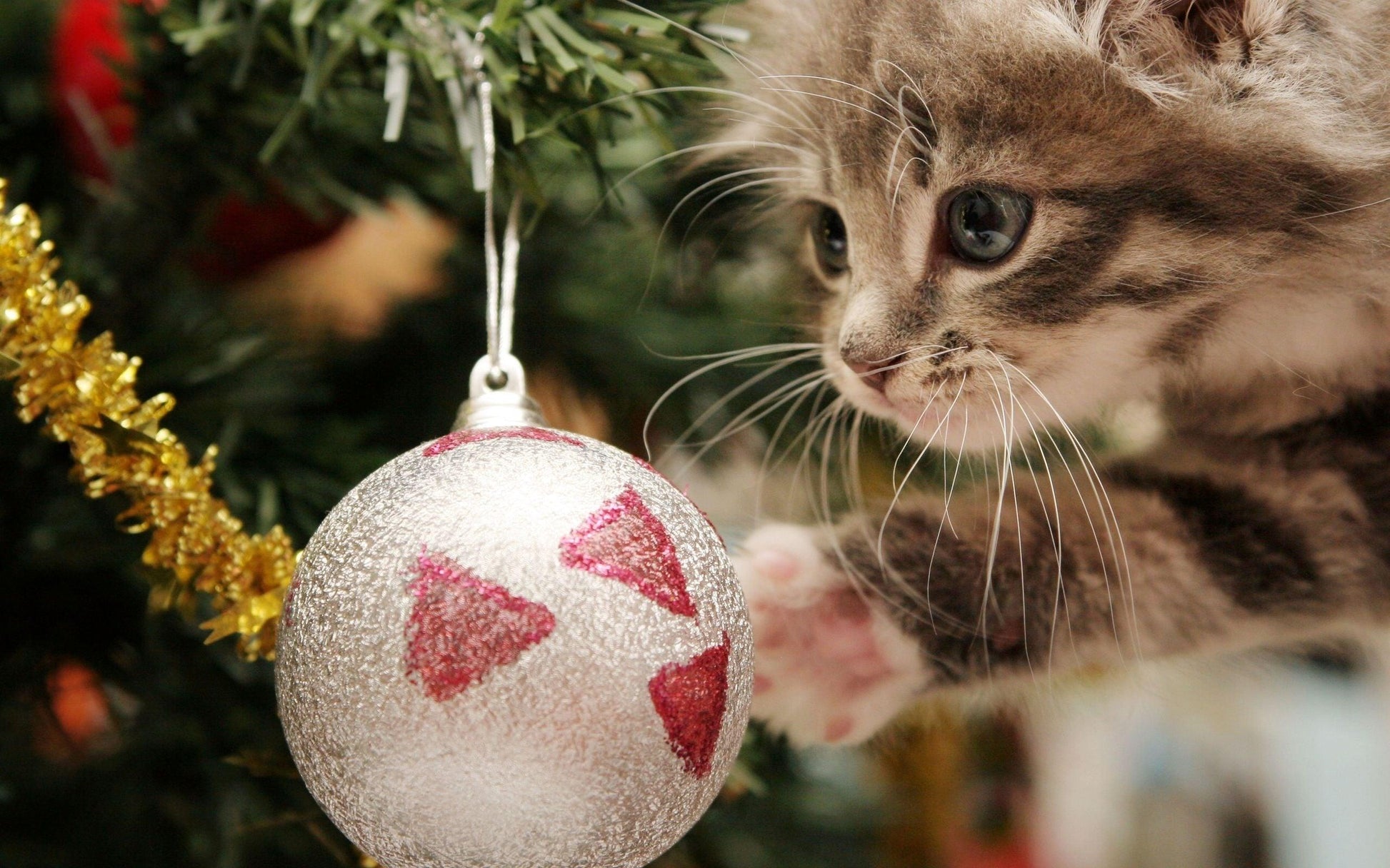 Diamond Painting - Katze mit Weihnachtskugel - SEOS®
