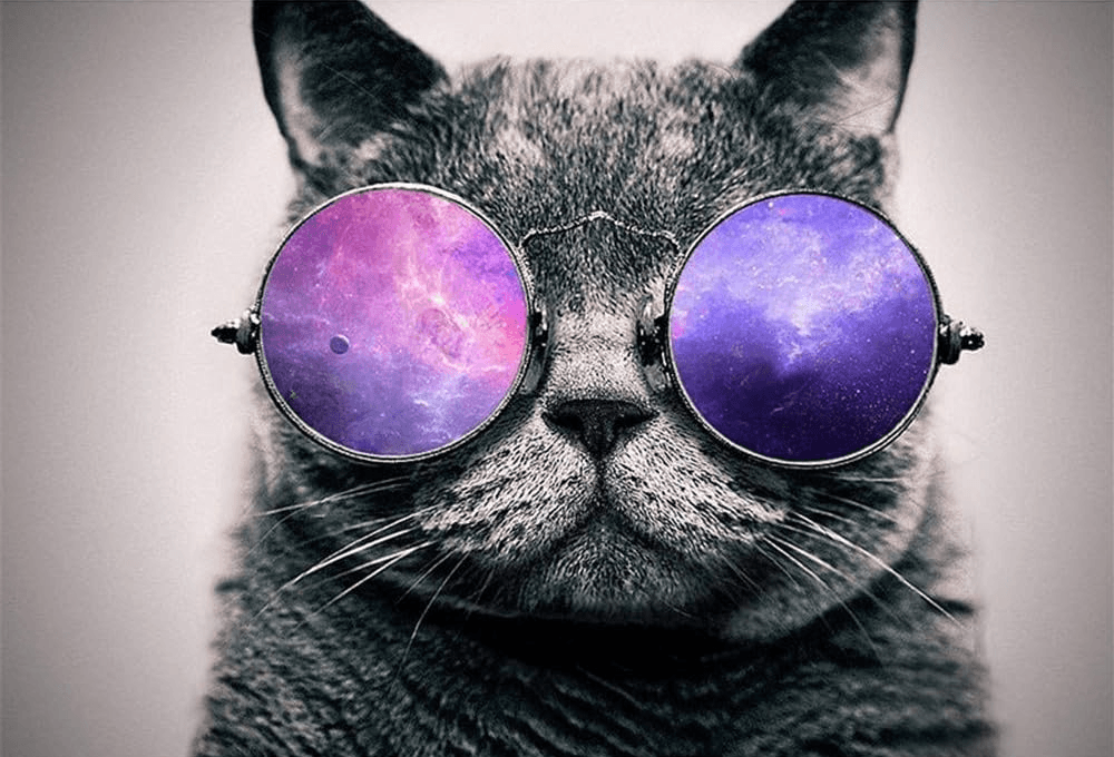 Diamantmalerei Katze mit lila Brille - SEOS Shop ®