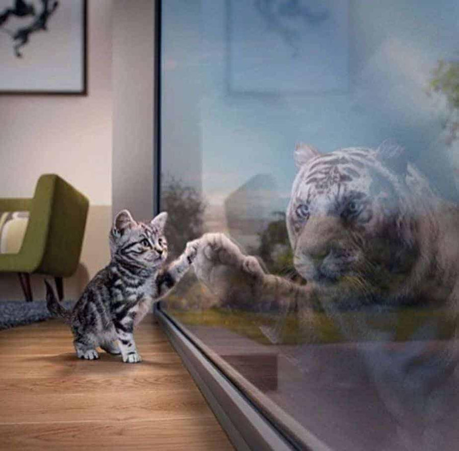 Diamantmalerei Kätzchen mit Tiger – SEOS Shop ®