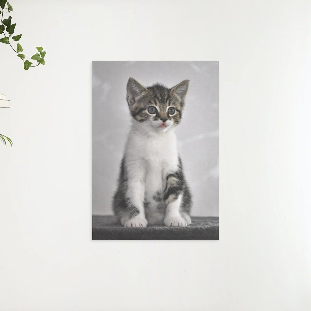 Diamond Painting Kätzchen mit grauen Augen - SEOS Shop ®