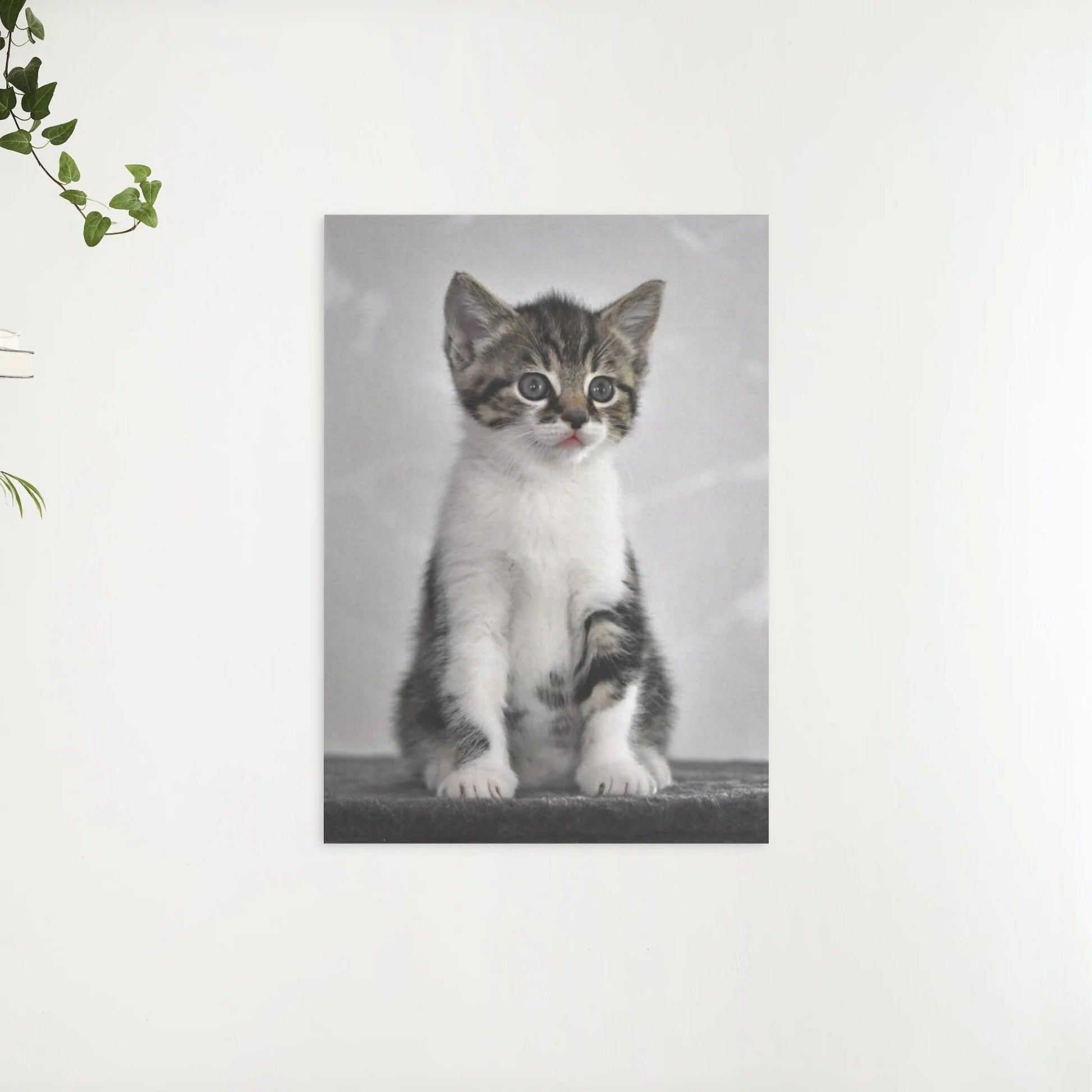 Diamond Painting Kätzchen mit grauen Augen - SEOS Shop ®