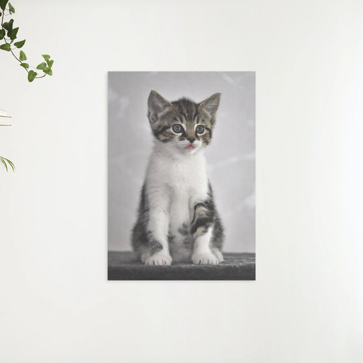 Diamond Painting Kätzchen mit grauen Augen - SEOS Shop ®
