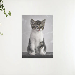 Diamond Painting Kätzchen mit grauen Augen - SEOS Shop ®