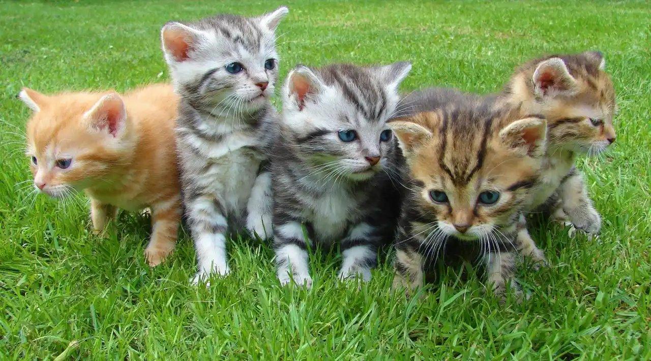 Diamond Painting Kittens Komplett - SEOS Shop ®