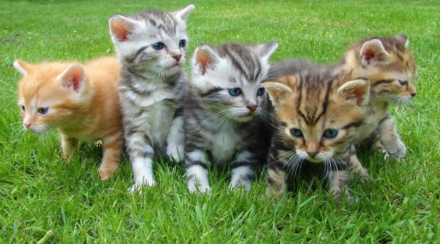 Diamond Painting Kittens Komplett - SEOS Shop ®