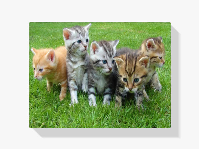 Diamond Painting Kittens Komplett - SEOS Shop ®