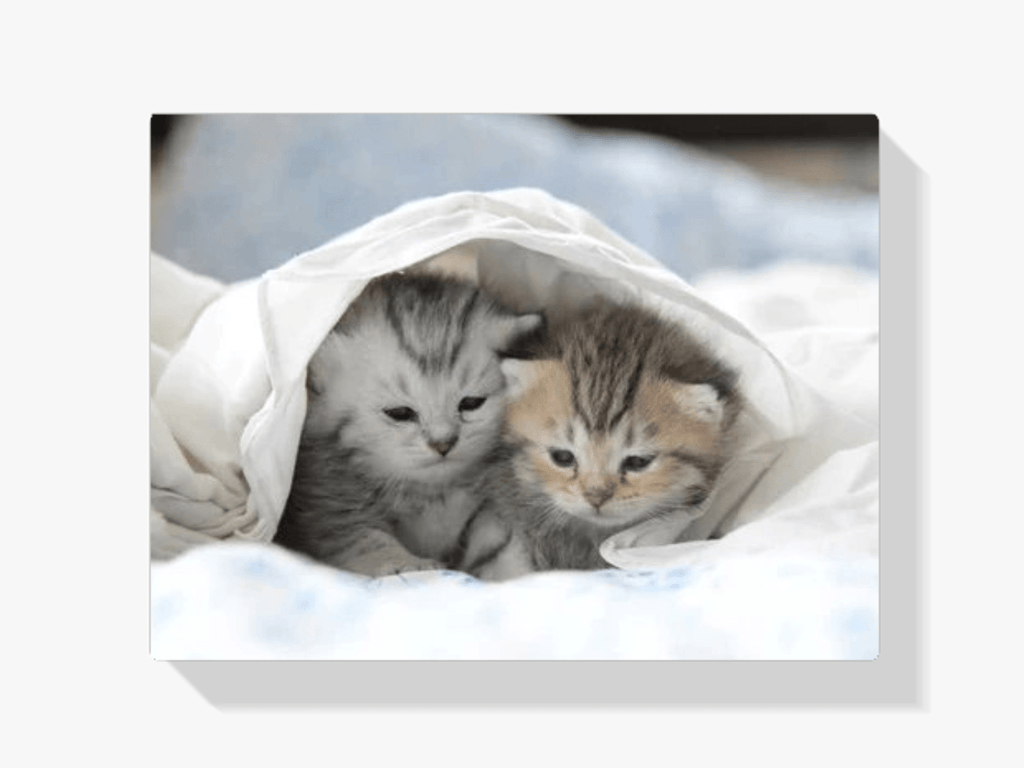 Diamantmalerei Kätzchen im Bett - SEOS Shop ®