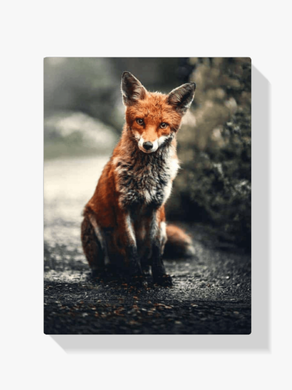 Diamantmalerei Kleiner Fuchs - SEOS Shop ®