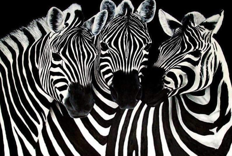 Diamantmalerei Süße Zebras – SEOS Shop ®