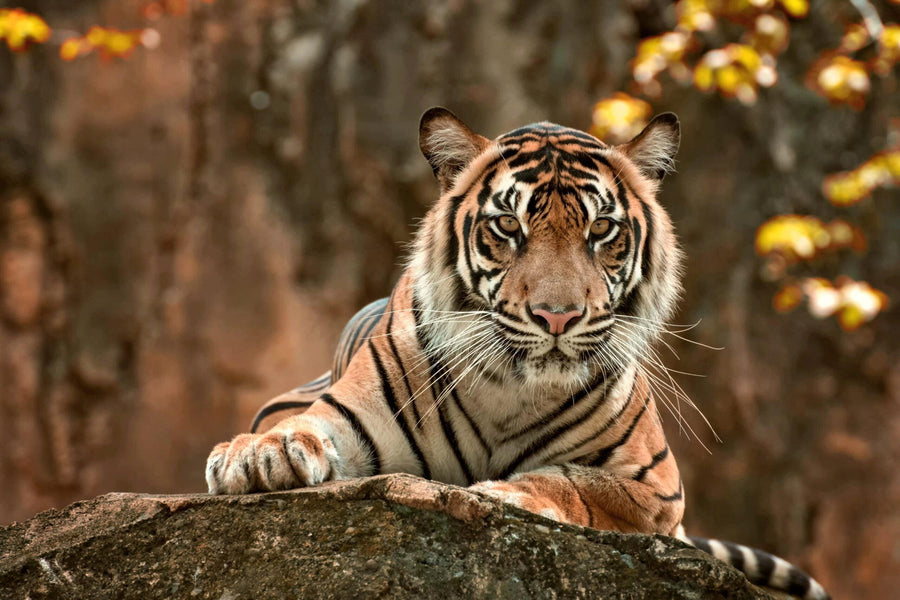 Diamond Painting Liegender Tiger - SEOS Shop ®