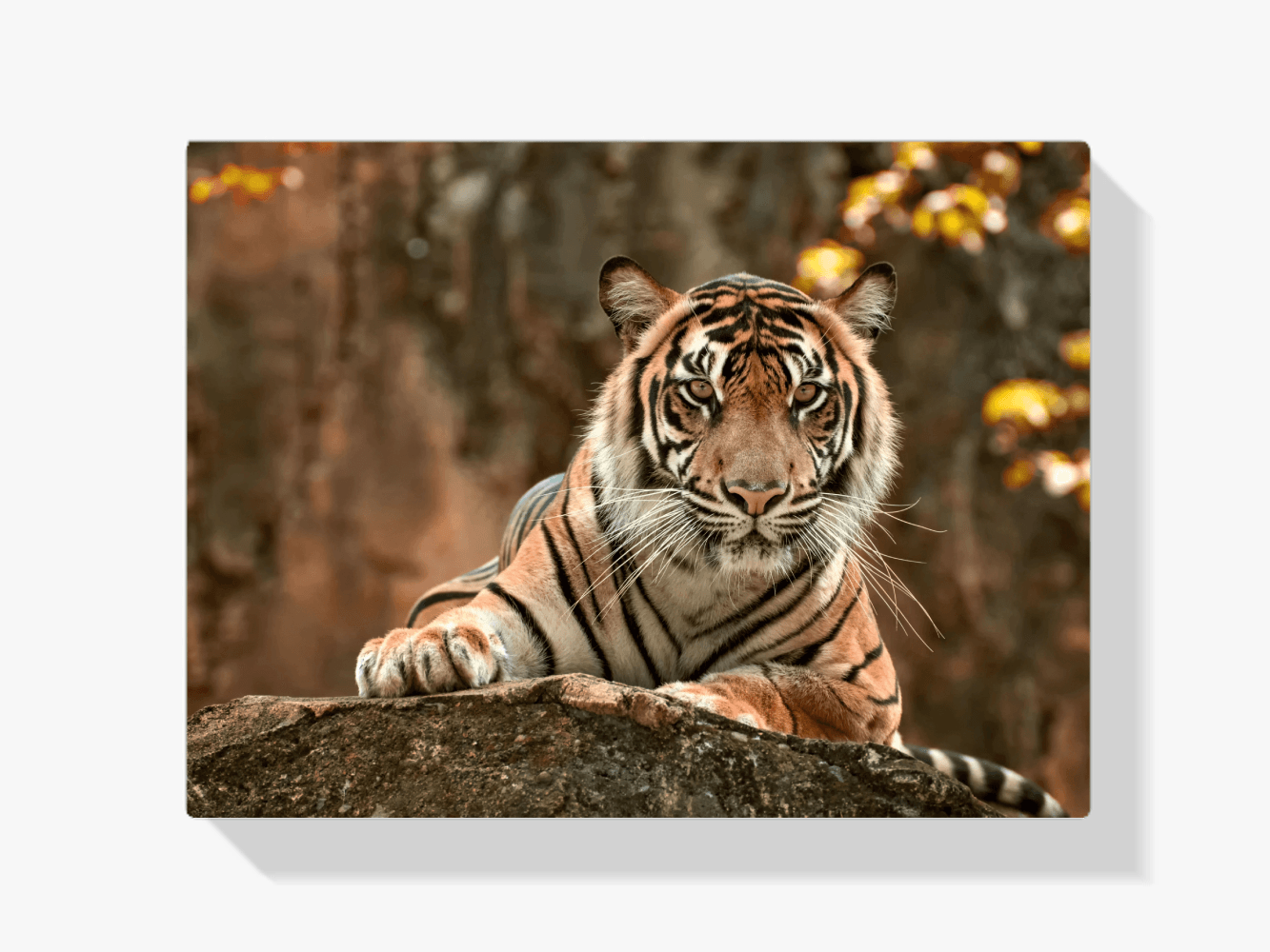 Diamond Painting Liegender Tiger - SEOS Shop ®