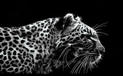 Diamantmalerei Leopard Schwarz und Weiß - SEOS Shop ®