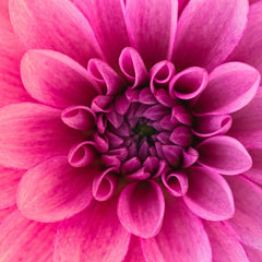 Diamond Painting Makroaufnahme Blume - SEOS Shop ®