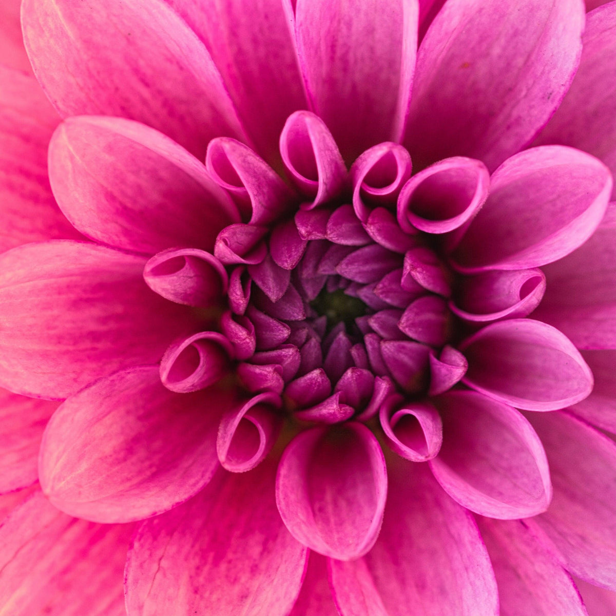 Diamond Painting Makroaufnahme Blume - SEOS Shop ®