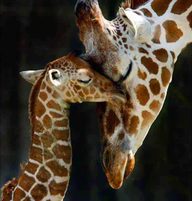 Diamond Painting Mutter Giraffe mit kleinem – SEOS Shop ®