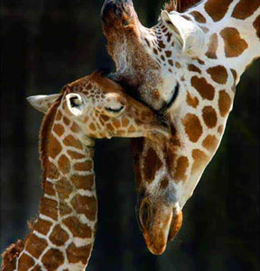 Diamond Painting Mutter Giraffe mit kleinem – SEOS Shop ®