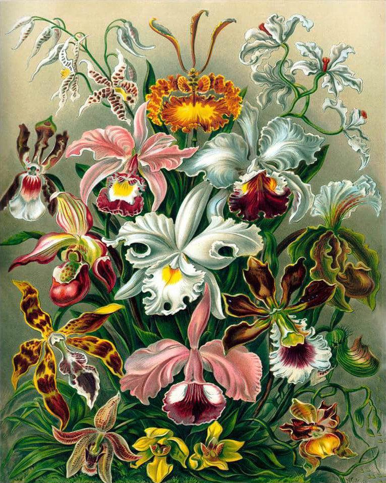 Diamantmalerei Orchidee - SEOS Shop ®