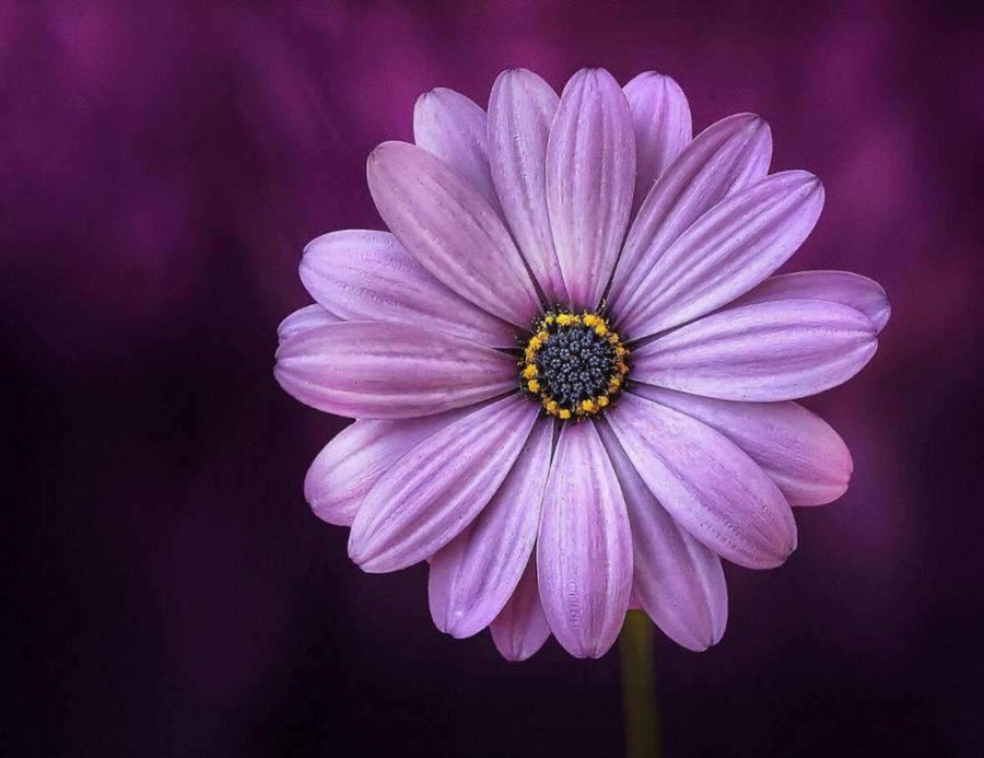 Diamantmalerei Lila Blume - SEOS Shop ®