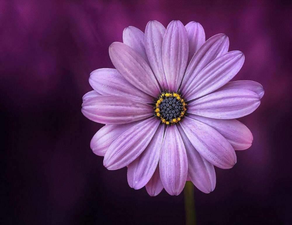 Diamantmalerei Lila Blume - SEOS Shop ®