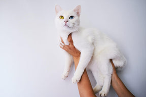 Diamond Painting Set Weiße Katze 45x30cm - SEOS Shop ®