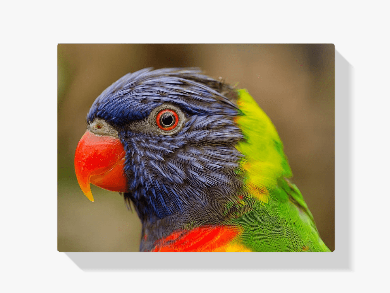 Diamantmalerei Papagei - SEOS Shop ®