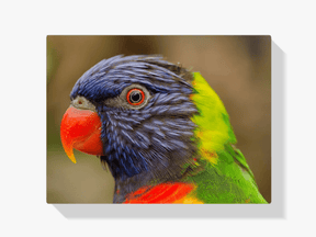 Diamantmalerei Papagei - SEOS Shop ®